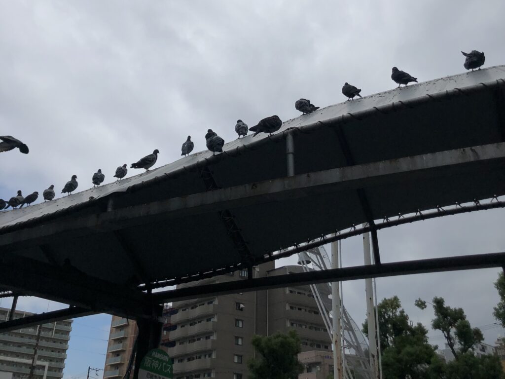 鳩