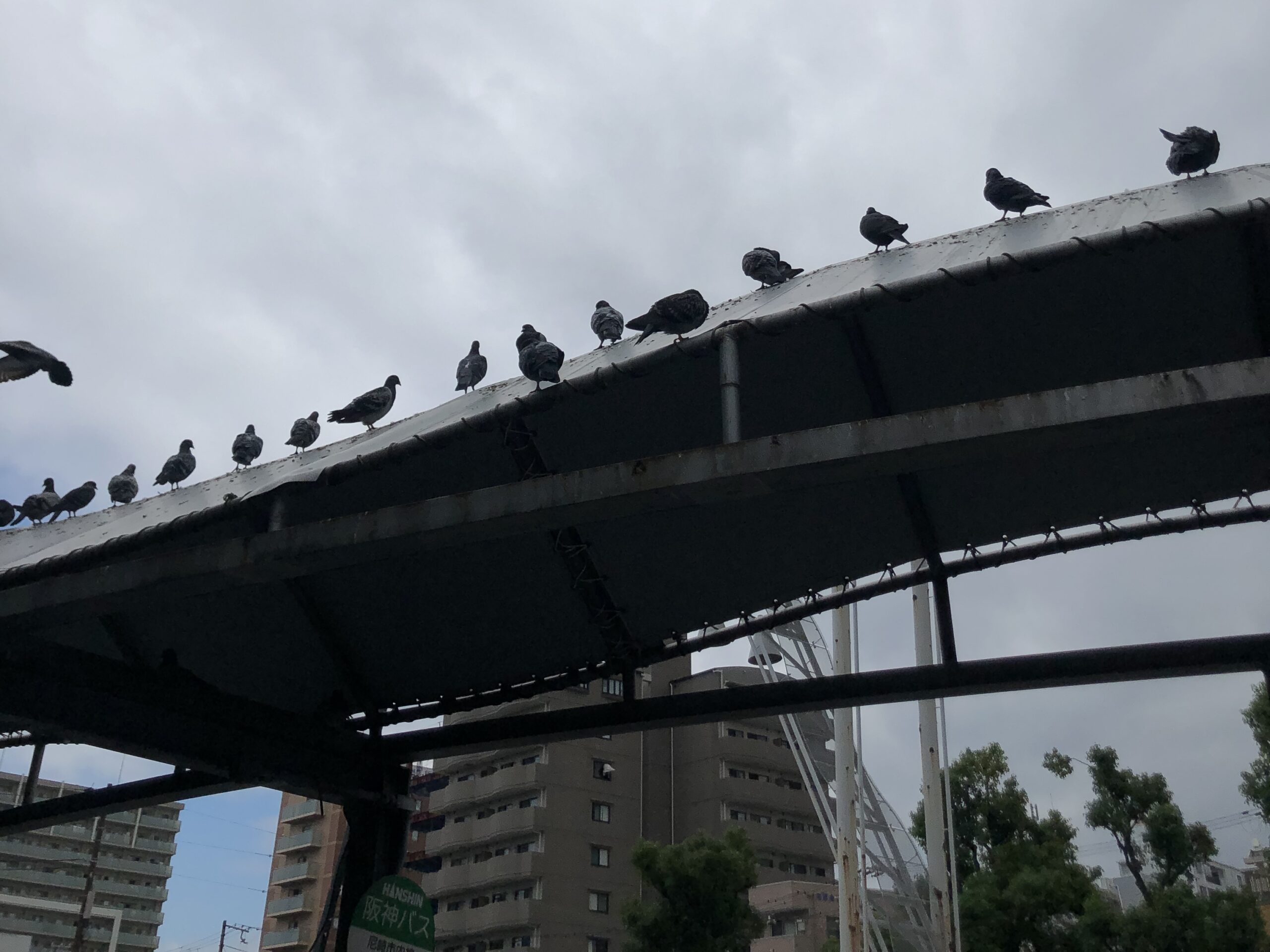 鳩